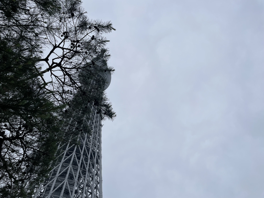 スカイツリーと松（Pine Tree）のツーショット